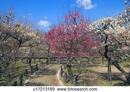 Osaka castle plum park, Osaka Prefecture, Honshu, Japan View Large Photo Image Stock Photo - Osaka castle plum park, Osaka Prefecture, Honshu, Japan. Fotosearch