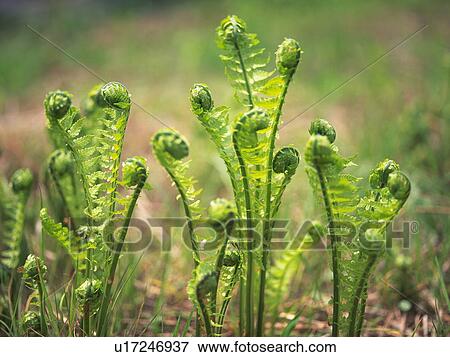 Ostrich fern (Matteuccia struthiopteris) View Large Photo Image Stock Photo - Ostrich fern (Matteuccia struthiopteris). Fotosearch