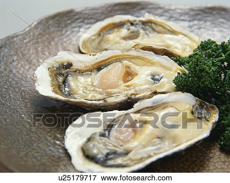 Oysters on Half Shells View Large Photo Image Stock Photo - Oysters on Half Shells. Fotosearch