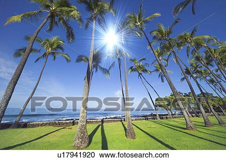 Palm trees at Kailua Kona, Hawaii View Large Photo Image Stock Image - Palm trees at Kailua Kona, Hawaii. Fotosearch