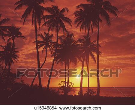 Palm trees in the evening, sepia toned View Large Photo Image Picture - Palm trees in the evening, sepia toned. Fotosearch