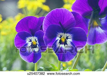 Stock Image - Pansies, close up. Fotosearch