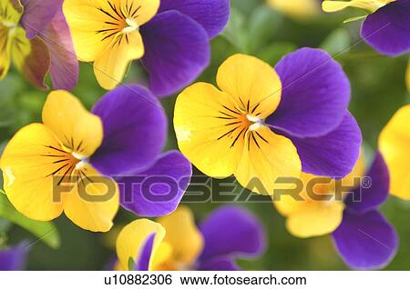 Stock Photograph - Pansies, close up. Fotosearch