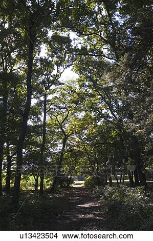 Pathway in forest View Large Photo Image Picture - Pathway in forest. Fotosearch