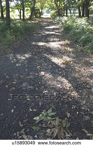 Pathway in forest View Large Photo Image Stock Photo - Pathway in forest. Fotosearch