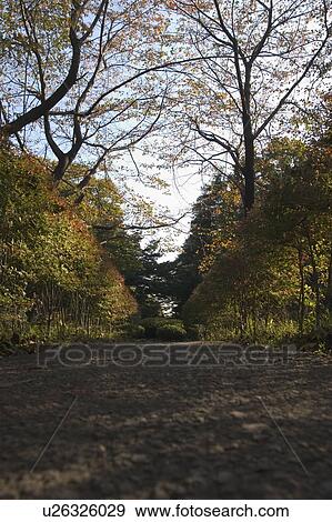 Stock Photo - Pathway in forest. Fotosearch