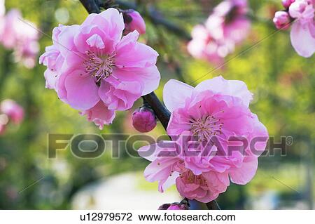 Peach blossoms View Large Photo Image Stock Image - Peach blossoms. Fotosearch