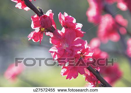 Stock Photography - Peach blossoms. Fotosearch