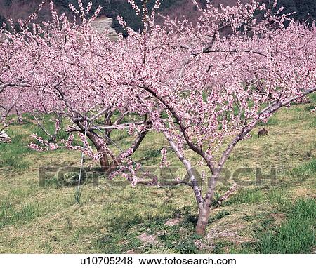 Stock Photo - Peach blossoms, Yamanashi Prefecture, Honshu, Japan. Fotosearch