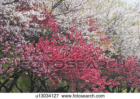 Peach Branch View Large Photo Image Stock Photo - Peach Branch. Fotosearch