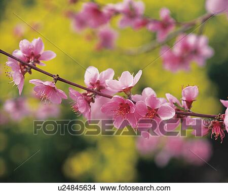 Picture - Peach flowers on branch, close up. Fotosearch