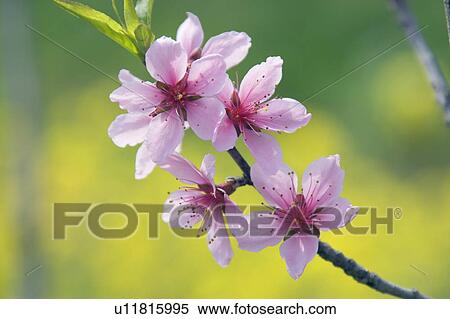 Peach flowers on branch, close up View Large Photo Image Stock Photography - Peach flowers on branch, close up. Fotosearch