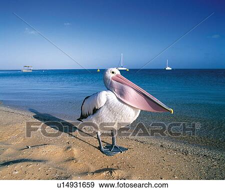 Stock Photo - Pelican at beach, Australia. Fotosearch