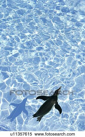 Stock Photography - Penguin swimming in the water. Fotosearch