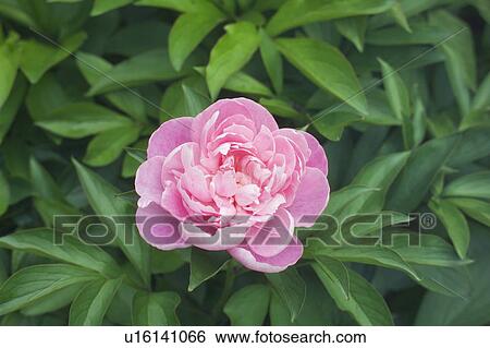Stock Photograph - Peony. Fotosearch