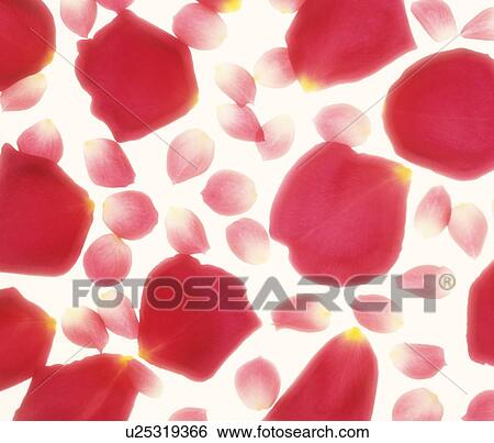 Petals View Large Photo Image Stock Photograph - Petals. Fotosearch