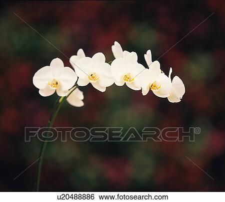 Stock Photograph - Phalenopsis Orchid. Fotosearch