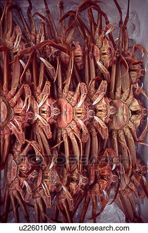 Piled of King Crabs View Large Photo Image Stock Photo - Piled of King Crabs. Fotosearch
