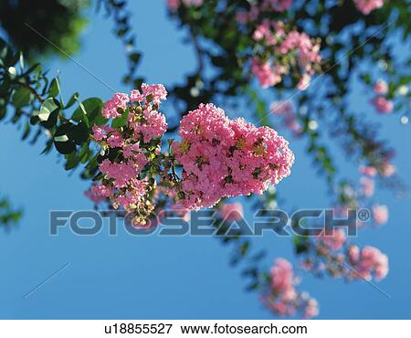 Pink Flower of Crape Myrtle View Large Photo Image Stock Photo - Pink Flower of Crape Myrtle. Fotosearch