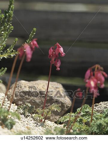 Stock Image - Pink flowers, close up, Hakone town, Kanagawa prefecture, Japan. Fotosearch