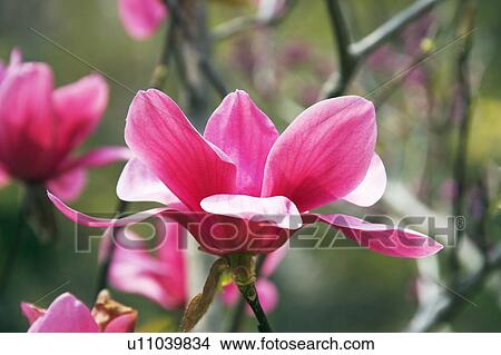 Picture - Pink magnolia blossom. Fotosearch