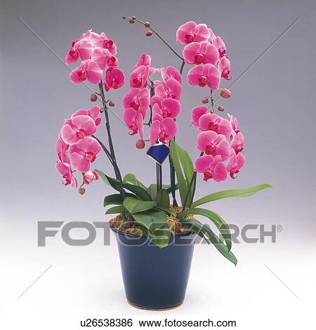 Pink Phalenopsis Orchid View Large Photo Image Stock Photograph - Pink Phalenopsis Orchid. Fotosearch
