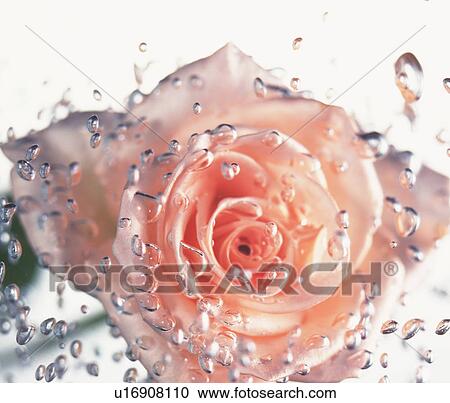 Pink rose in water, close up, white background View Large Photo Image Stock Image - Pink rose in water, close up, white background. Fotosearch