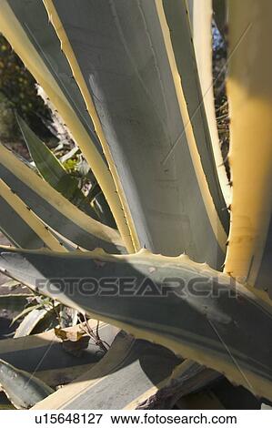 Stock Photo - Plant. Fotosearch