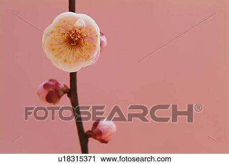 Stock Image - Plum blossom. Fotosearch