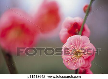 Stock Image - Plum Blossoms. Fotosearch