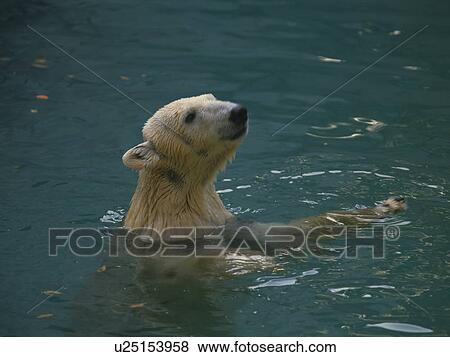 Polar bear in water, Kushiro city, Hokkaido prefecture, Japan View Large Photo Image Stock Photo - Polar bear in water, Kushiro city, Hokkaido prefecture, Japan. Fotosearch