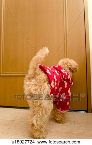 Picture - Poodle by door. Fotosearch