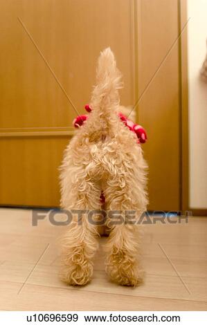 Stock Photo - Poodle by door. Fotosearch