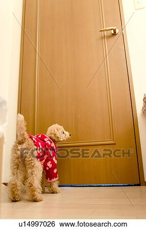Stock Photograph - Poodle by door. Fotosearch