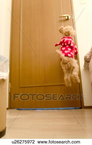 Stock Image - Poodle jumping by door. Fotosearch