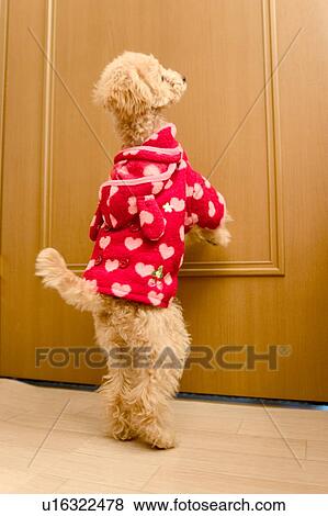 Stock Photo - Poodle standing by door. Fotosearch