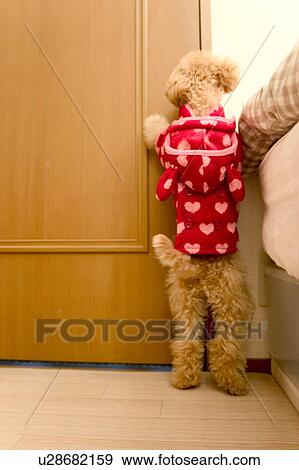Poodle standing by door View Large Photo Image Stock Photo - Poodle standing by door. Fotosearch