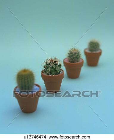 Potted cacti, blue background View Large Photo Image Picture - Potted cacti, blue background. Fotosearch