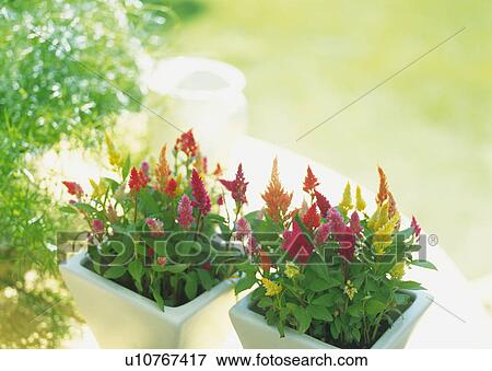 Potted flowers View Large Photo Image Stock Photo - Potted flowers. Fotosearch