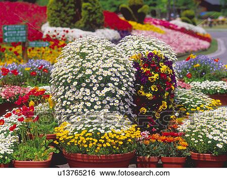 Potted flowers View Large Photo Image Stock Photograph - Potted flowers. Fotosearch