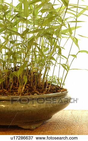 Potted plant, close up View Large Photo Image Stock Photo - Potted plant, close up. Fotosearch