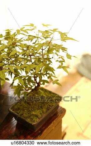 Stock Image - Potted plant on cabinet. Fotosearch