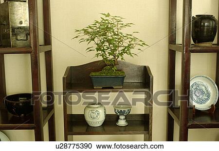 Stock Image - Potted plant on shelf. Fotosearch