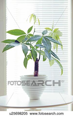 Potted plant View Large Photo Image Stock Photography - Potted plant. Fotosearch