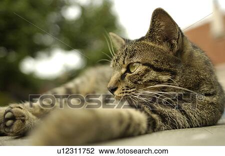 Stock Image - Profile of cat. Fotosearch