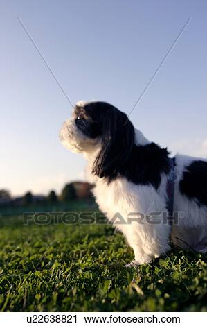 Stock Image - Profile of Shih Zhu. Fotosearch