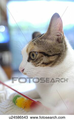 Profile shot of a cat View Large Photo Image Stock Image - Profile shot of a cat. Fotosearch