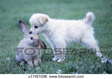 Stock Photograph - Puppy and Lop Ear Rabbit on lawn. Fotosearch