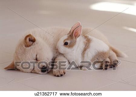 Stock Photo - Puppy and Rabbit. Fotosearch