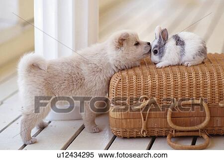 Stock Photography - Puppy and rabbit. Fotosearch